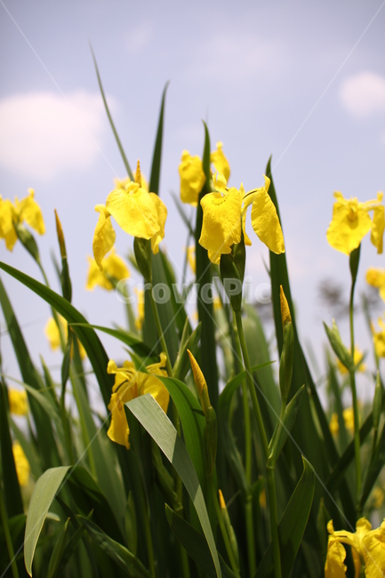 꽃,노란꽃,노란색,자연,nature,풀,배경,식물,자연,plants,nature,꽃,flower