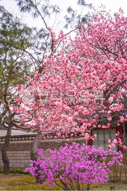 꽃,flower,매화,홍매화,만개,봄꽃,봄