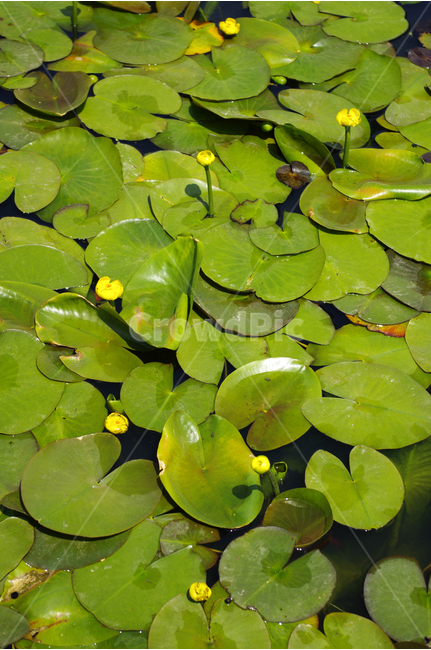 연못,어리연꽃,연잎,수생식물,식물,자연,flower,꽃,식물,자연,plants,nature