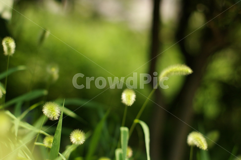 초록,강아지풀,풀,봄,foxtail,green,배경,background,식물,자연,plants,nature