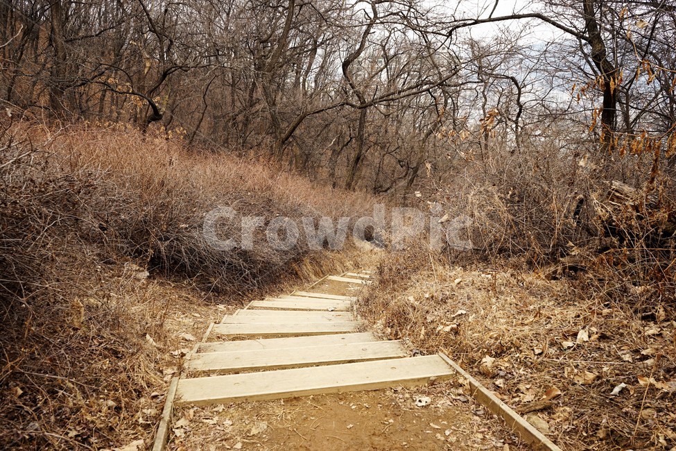 산행,식물,자연,초봄,계절,풍경,landscape,nature,나무,낙엽,나무가지,trees,desolation,solitary,fallenleaves,brown,branches,작은길,숲길,산책길,낙옆,겨울산,trail,forest,자연,풍경,nature,landscape,ground,바닥