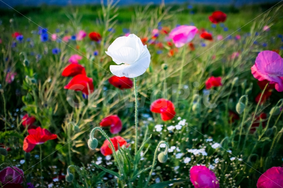 하늘,구름,풍경,꽃,자연,양귀비,해질녘,꽃봉우리,식물,자연,plants,nature,꽃,flower