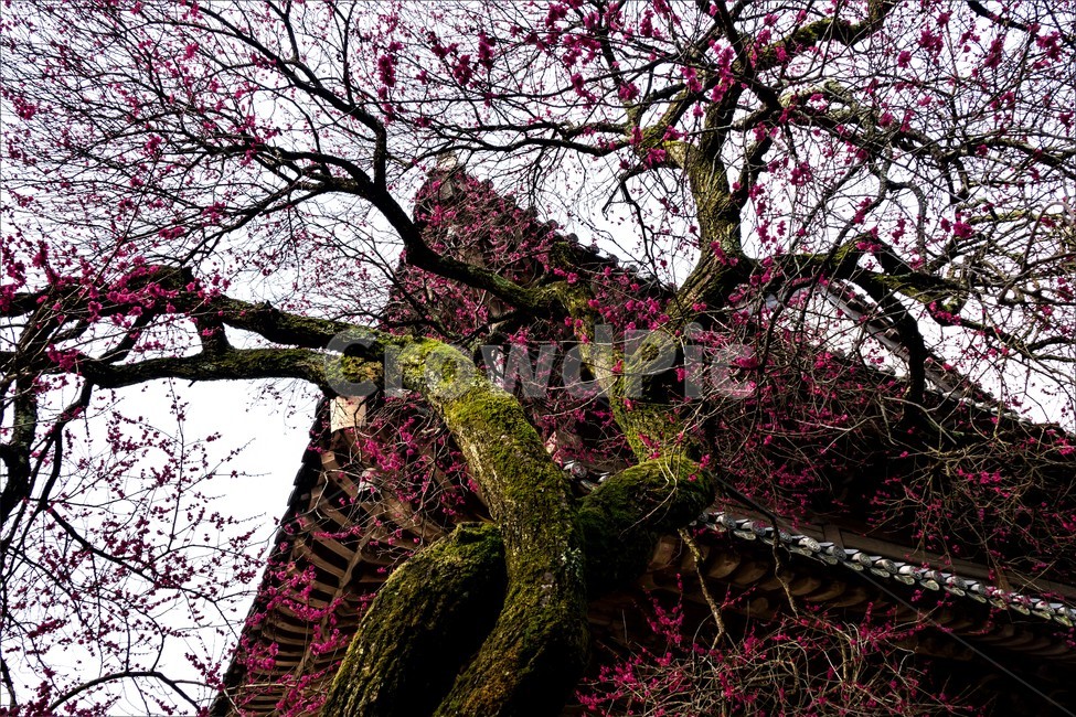 화엄사,매화,봄,구례,사찰,봄,계절,spring,season,한국전통,한국문화,korean traditional,korean culture,식물,자연,plants,nature,나무,trees,wood,plant