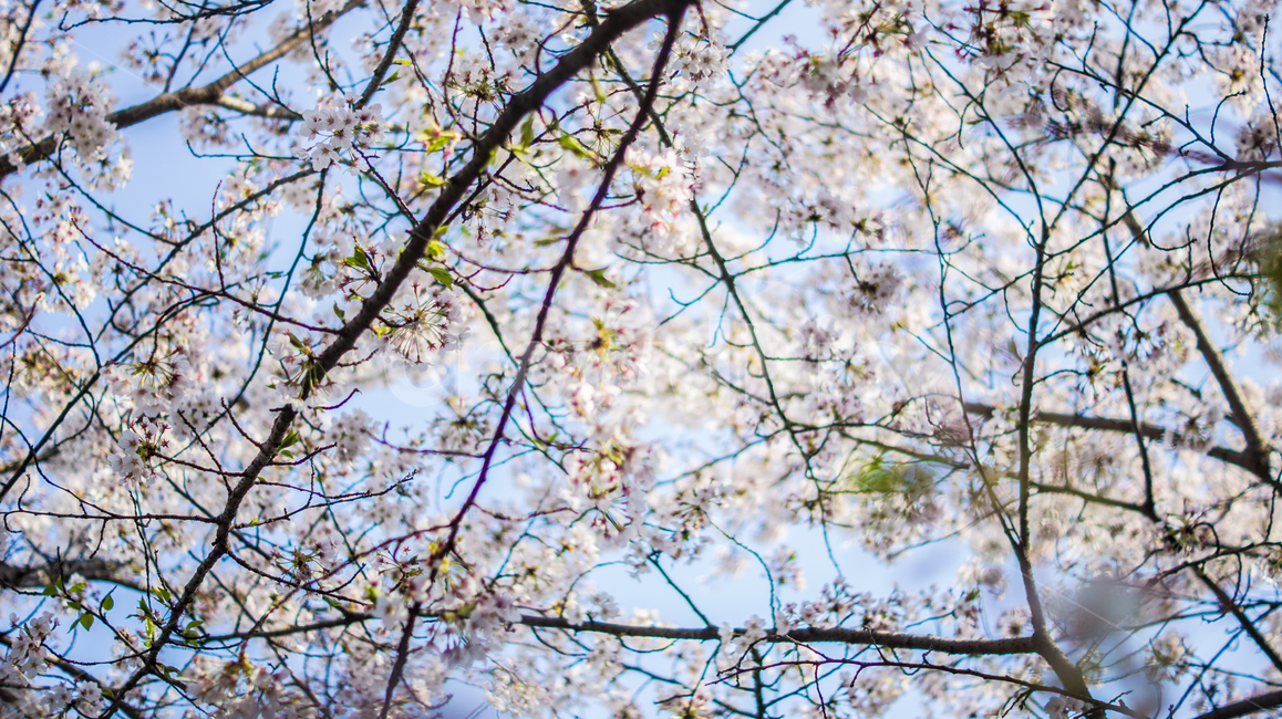 벚꽃,봄,핑크,꽃,풍경,식물,나무,벚꽃나무,꽃놀이,계절,season,wood,plant,nature,자연,landscape,flower,flowers,pink,spring,blossom,sherryblossom,하늘,봄,계절,spring,season,식물,자연,plants,nature,꽃,flower