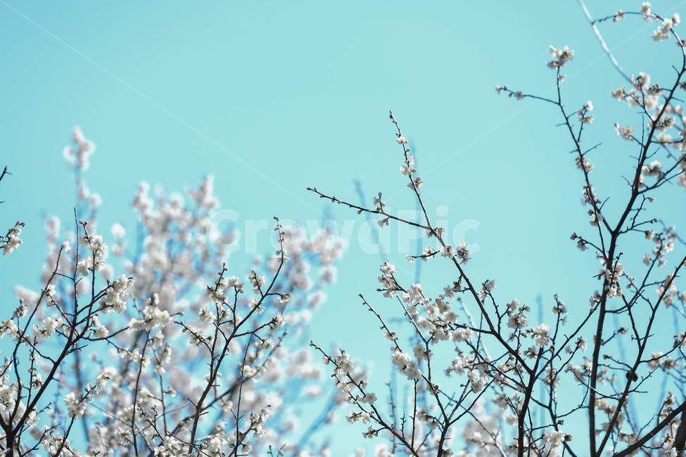 plant,식물,flower,blossom,spring,봄,twig,나뭇가지