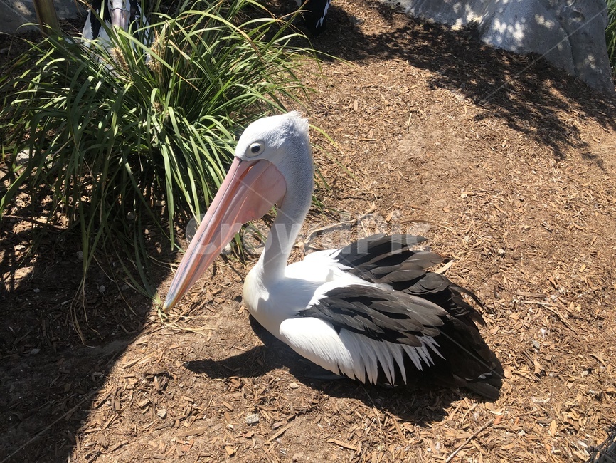 호주,펠리컨,동물,새,오스트레일리아,동물,animal,조류,새,birds