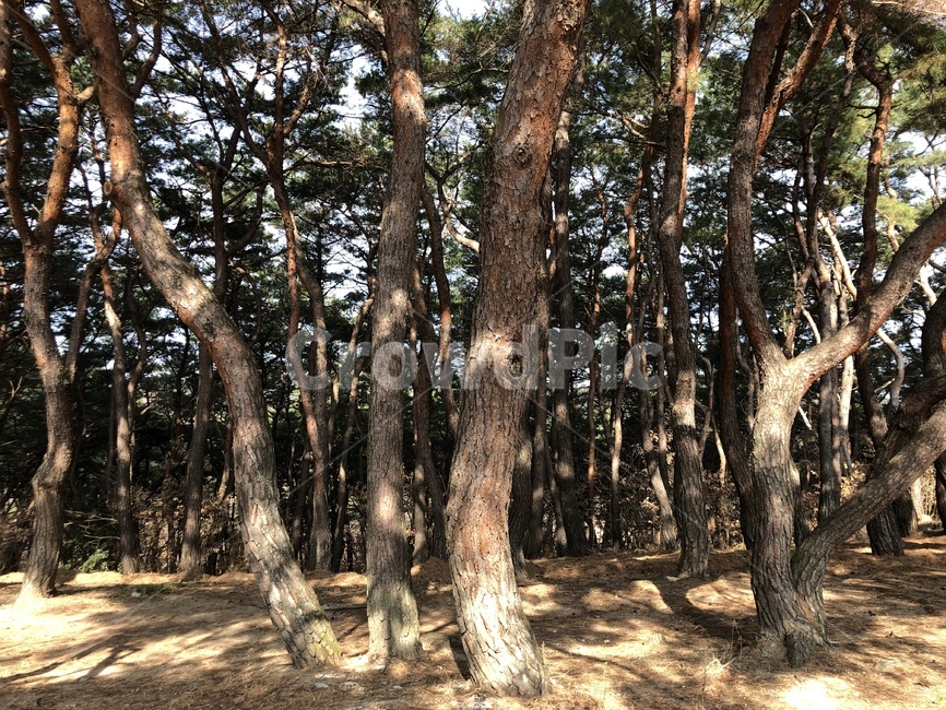 tree,나무,plant,식물,treetrunk,나무줄기,소나무,겨울,winter