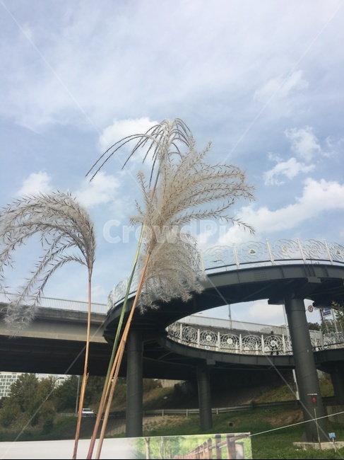 road,도로,plant,식물,다리,하늘,구름