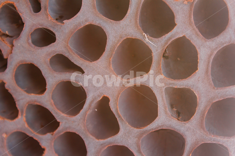 연꽃,연,말린연꽃,말린,건조,건조시킨,식물,자연,갈색,브라운,구멍,식물,자연,plants,nature