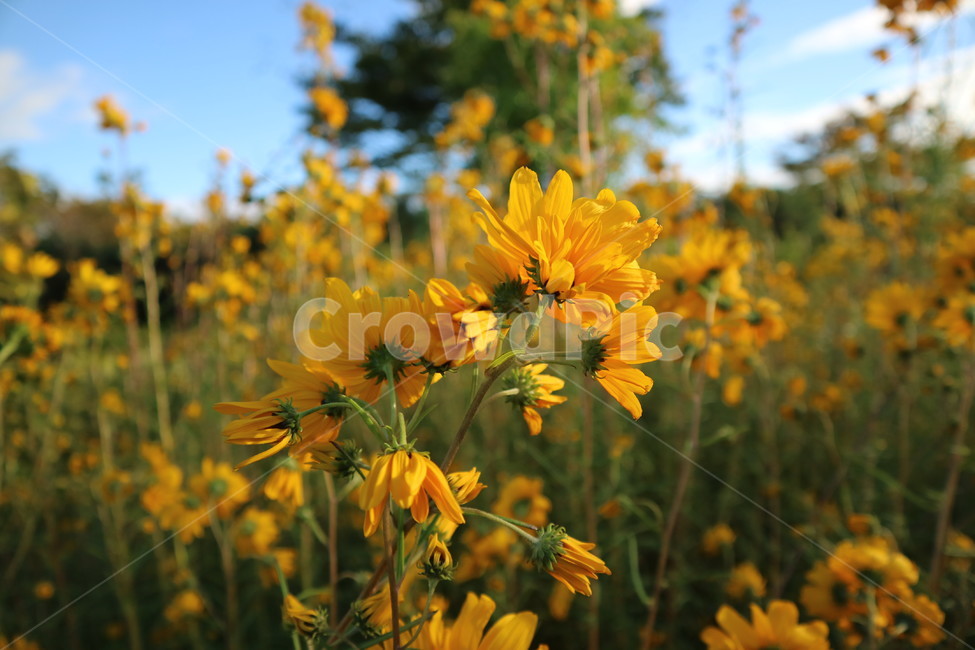 꽃,노란색,flower,yellow,가을,fall,식물,자연,plants,nature,꽃,flower