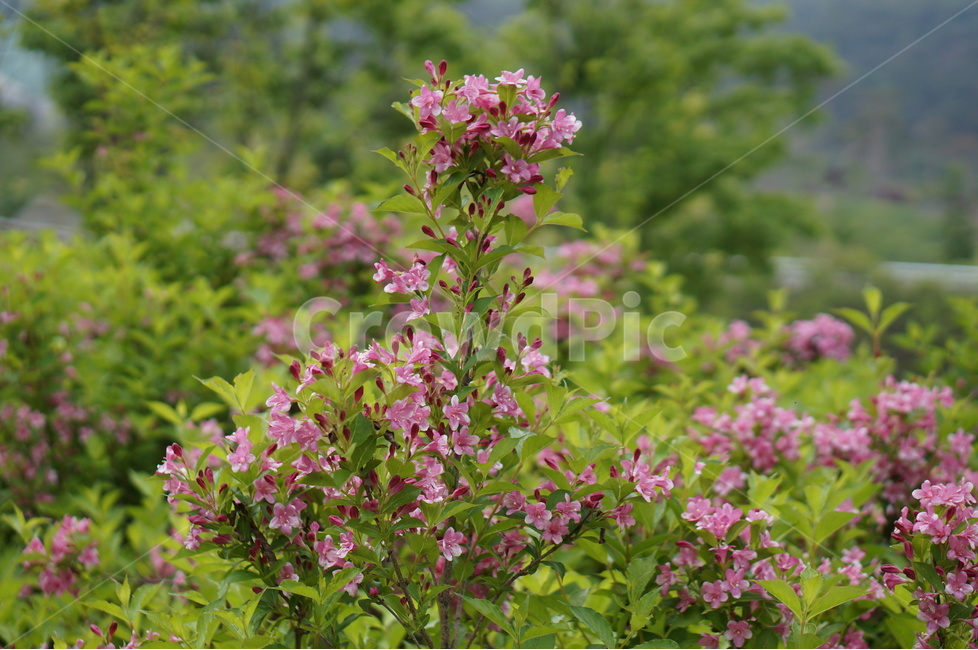 붉은병꽃나무,5월,맑음,자유,빛,식물,자연,plants,nature,꽃,flower