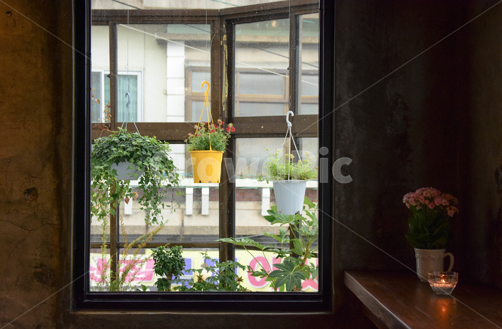 카페,화분,온실,꽃,cafe,flowers