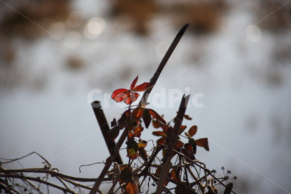 단풍,잎,식물,가을,redleaves,가을,계절,fall,autumn,season,식물,자연,plants,nature