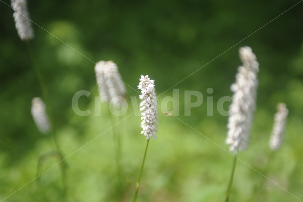 자연,꽃,벌,풀,식물,식물,자연,plants,nature,꽃,flower,동물,animal,곤충,벌레,insect,bug