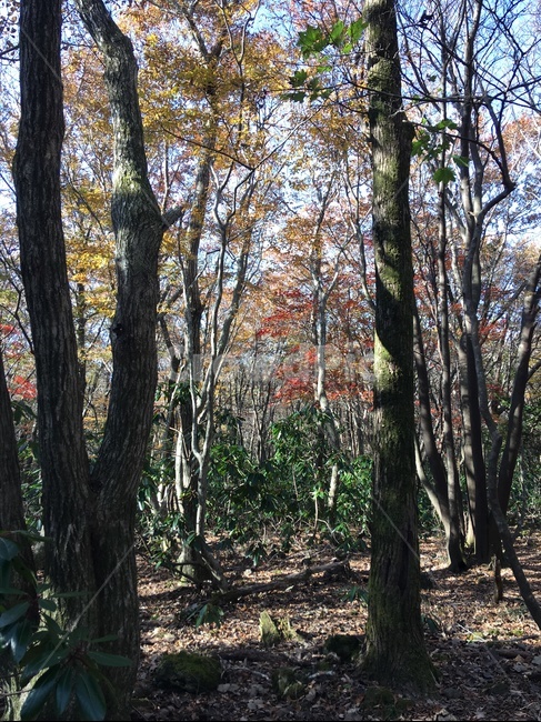 제주,한라산,가을,나무,산림