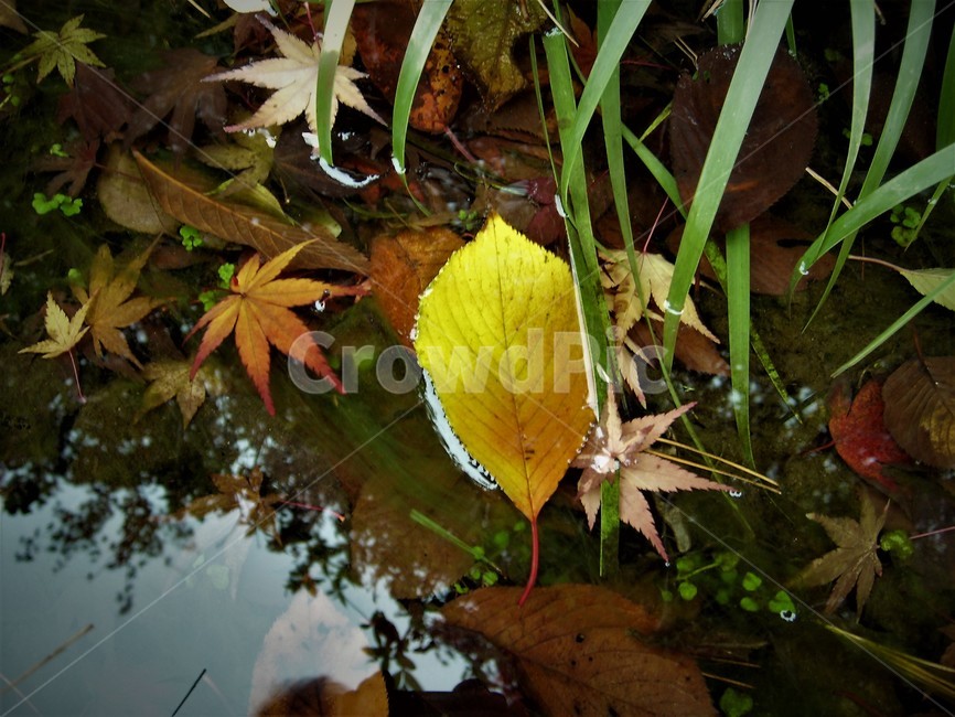 단풍,가을,물,반영,낙엽,자연,fallenleaves,autumn,water,reflection,fall,가을,계절,fall,autumn,season,leaf,잎,plant,식물