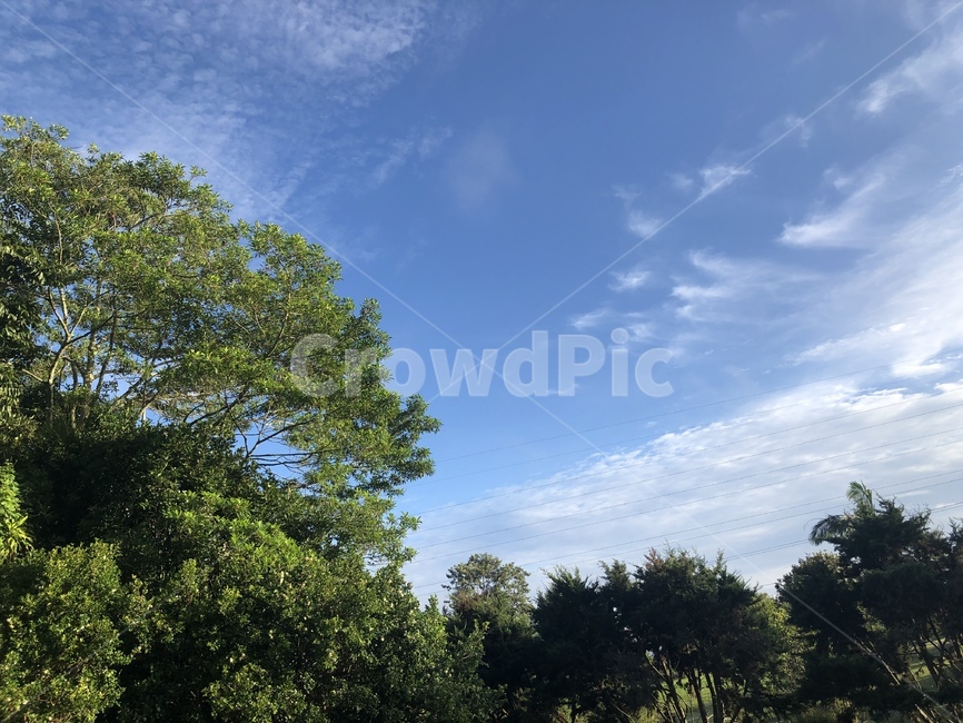 australia,나무,식물,자연,tree