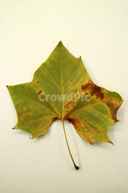 낙엽,가을,나뭇잎,잎,잎사귀,계절,식물,자연,낙엽잎,fallenleaves,deadleaves,오브젝트,누끼,가을낙엽,가을,계절,fall,autumn,season,plant,leaf,tree,나무