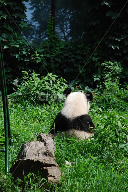 판다,곰,panda,동물원,중국,zoo,자연,bear,귀여움,느긋함,블랙,화이트,무늬,뒷모습,동물,animal,동물,animal,포유류,mammal