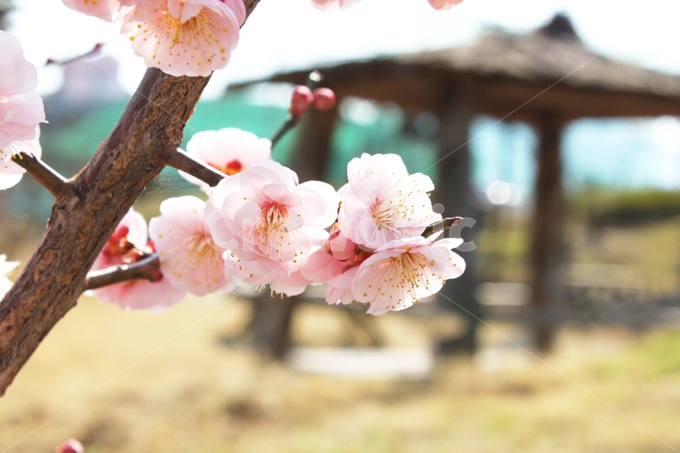 봄,꽃,분홍꽃,벚꽃,spring,flower,감성