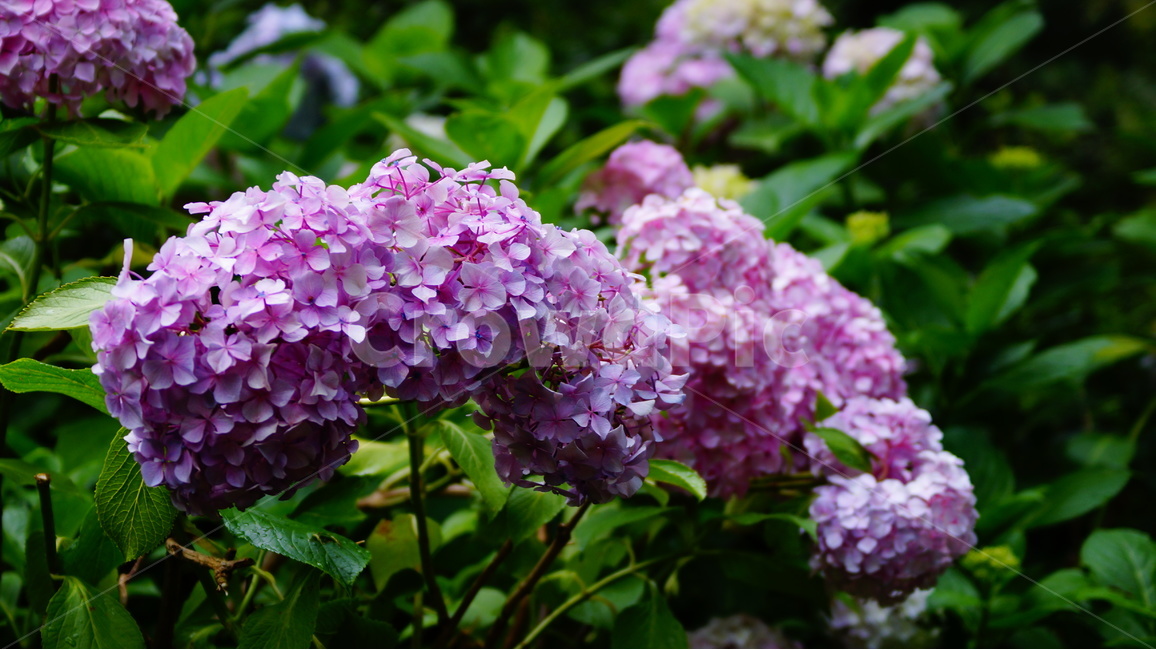 수국,산수국,꽃,꽃사진,태종대,식물,식물,자연,plants,nature,꽃,flower