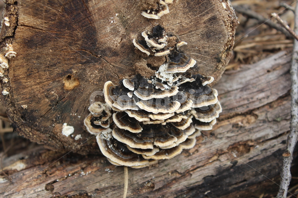 야생,버섯,나무,mushroom,tree,나무,trees,wood,버섯,mushroom