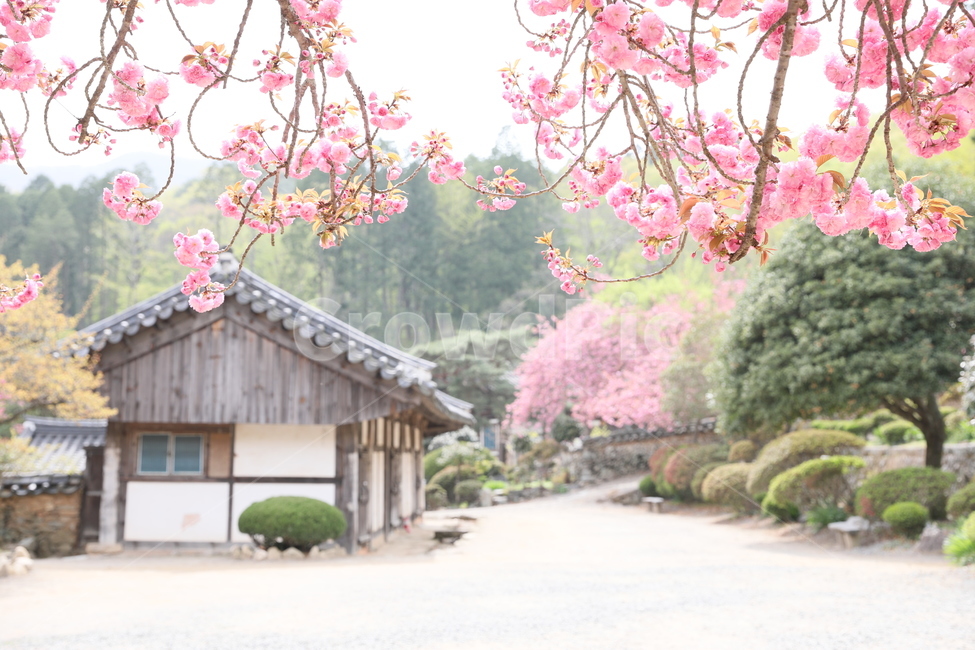 순천,선암사,만첩왕벚,겹벚꽃,벚꽃,봄,사찰,왕벚꽃,봄,계절,spring,season,한국전통,한국문화,korean traditional,korean culture,식물,자연,plants,nature,꽃,flower,종교,신앙,religion,belief,faith,plant,blossom