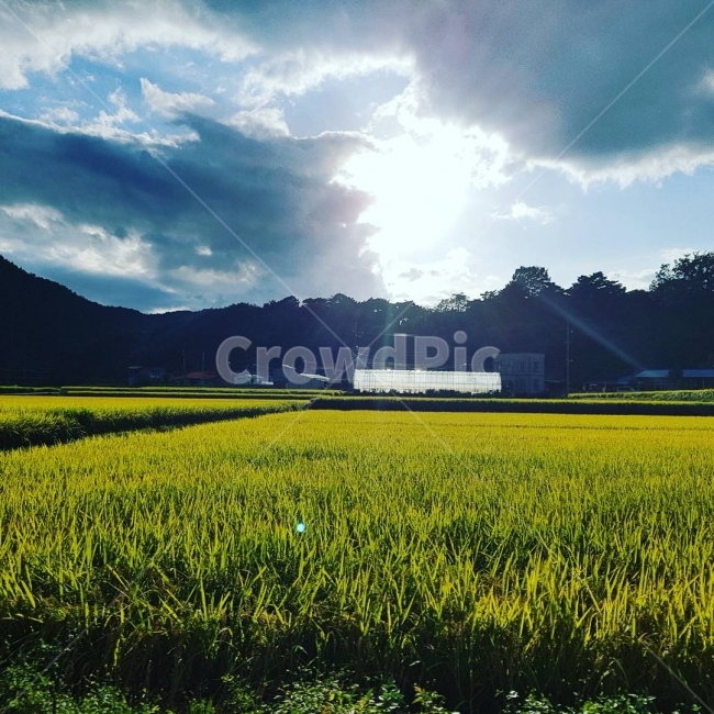 자연,가을,벼,들판,논,하늘,황금들판,자연,풍경,nature,landscape,시골,마을,country,rural,town,field,들,outdoors,옥외,grassland,목초지