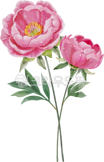 꽃,꽃그림,식물,모란,peony,탄생화,11월,꽃일러스트,식목일,그림,타투도안,수채화,문신,타투디자인,타투,생일,플로랄디자인,꽃디자인,식물그림,flower,plant,다꾸,다이어리꾸미기,watercolor,자연