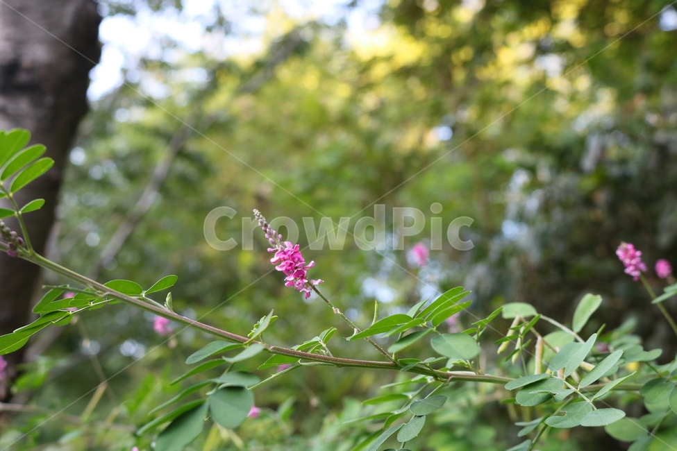 싸리나무,나무,꽃,식물,자연,풍경,콩과식물,야생화,식물,자연,plants,nature,꽃,flower