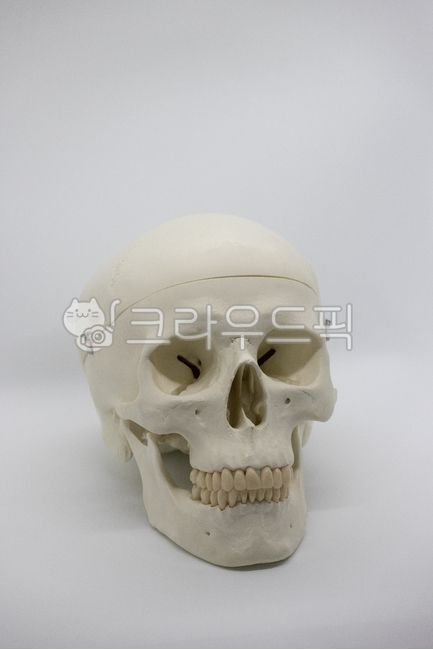 jaw,skull model,horror,chin,festival,bone,Halloween Day,holloweenparty,halloween festival,Skull,skull,Halloween,event,scared,fear