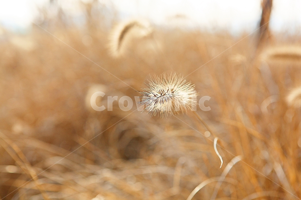 강아지풀,강아지풀꽃,꽃,잡초,가을,풀,공원,야외,가을,계절,fall,autumn,season,식물,자연,plants,nature