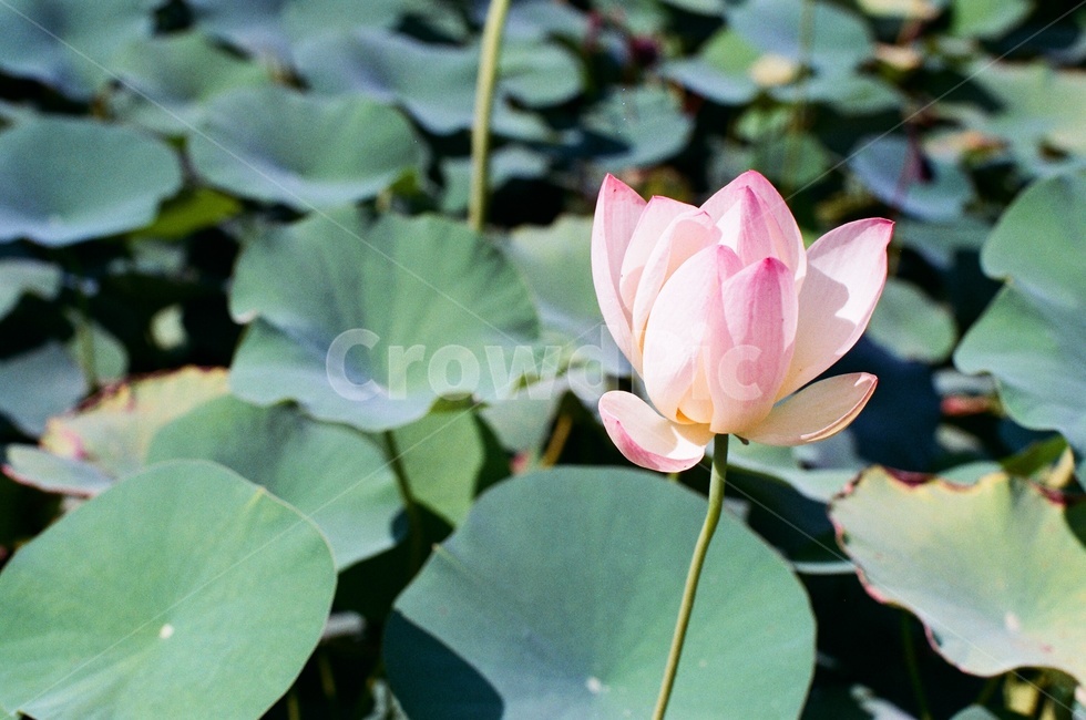연꽃,여름,만개,연잎,꽃,flower,식물,자연,plants,nature