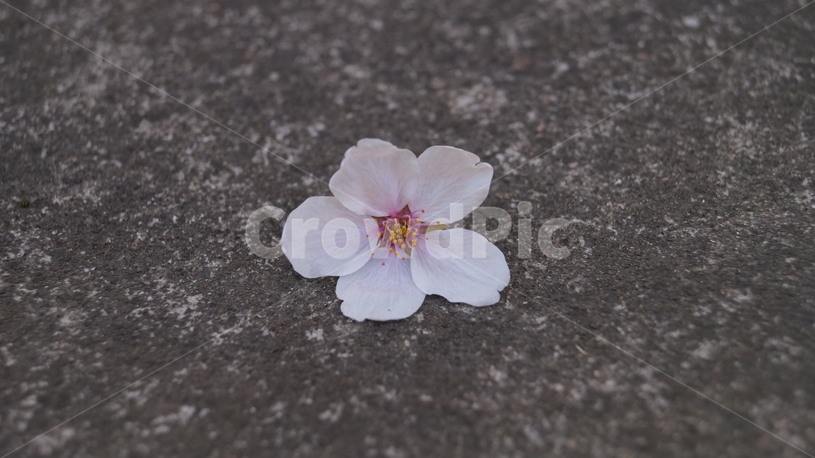 봄,벚꽃,벚꽃잎,flower,꽃,식물,자연,plants,nature,꽃,flower