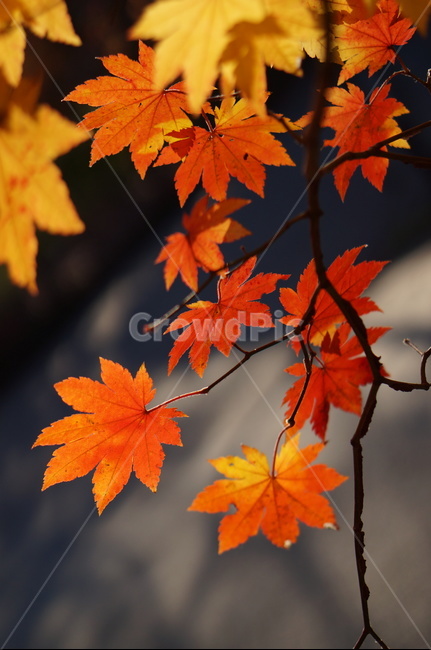 단풍,가을,빨강,빛,자연,leaf,잎,plant,식물,tree,나무,maple