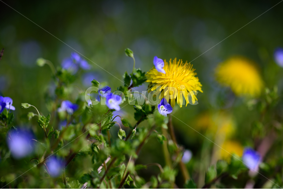 잔디꽃,꽃,봄꽃,봄,민들래,노랑꽃,노랑,파랑꽃,식물,자연,plants,nature,꽃,flower