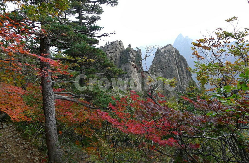 설악산,가을,단풍,공룡능선,세존봉,가을,계절,fall,autumn,season,자연,풍경,nature,landscape,한국자연풍경,한국자연경관,korea nature landscape,plant,식물,tree,나무,fir,전나무,abies,아비