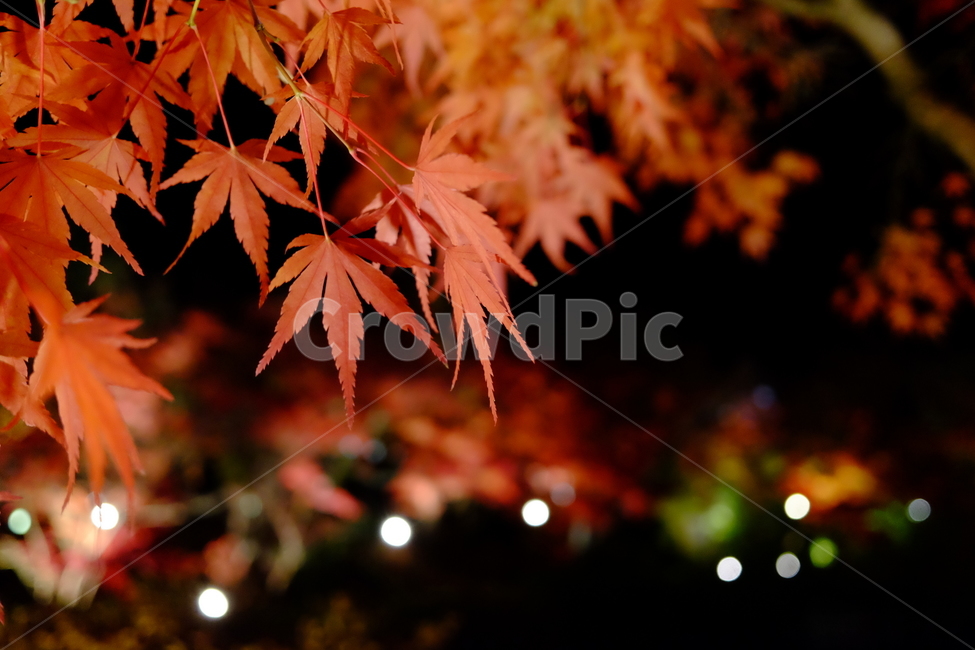 단풍,단풍잎,야경,가을,가을밤,빨간단풍,빨강,주황,검정,가을,계절,fall,autumn,season,leaf,잎,plant,식물,tree,나무