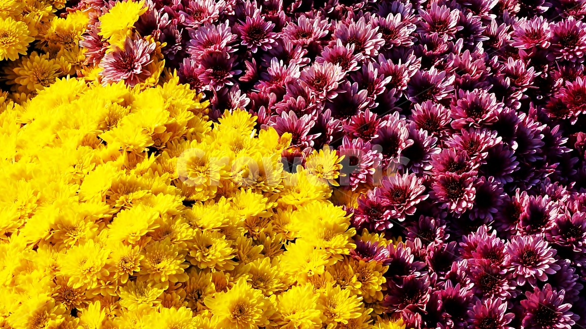 국화,개량국화,꽃축제,꽃길,식물,식물,자연,plants,nature,꽃,flower