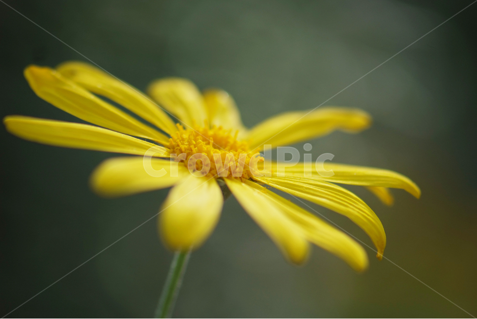 유리옵스,유리호프스,노란꽃,국화과,flowers,yellow,꽃,식물,자연,plants,nature,꽃,flower,감성,sensible,feeling