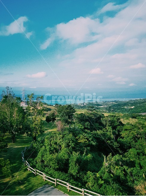 나무,tree,자연,풍경,식물,plant,하늘,sky,nature