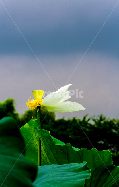 연꽃,연잎,바람,문양,무늬,하늘,식물,자연,plants,nature,꽃,flower