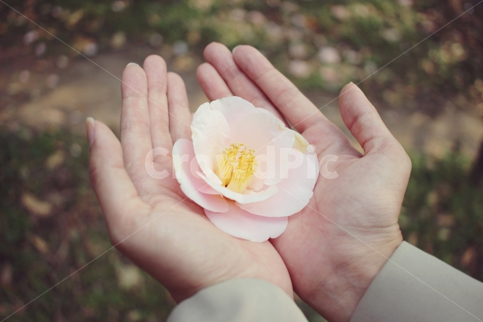 동백,동백꽃,꽃,봄,봄꽃,꽃,flower