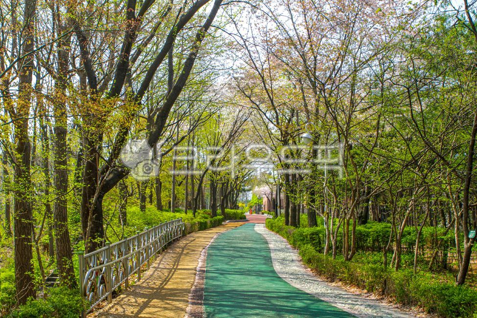 서울,산,개운산,공원,개운산공원,산책,산책로,숲,도로,길,난간,옥외,자연,나무,식물,꽃,forest,road,path,railing,outdoors,nature,tree,plant,flower