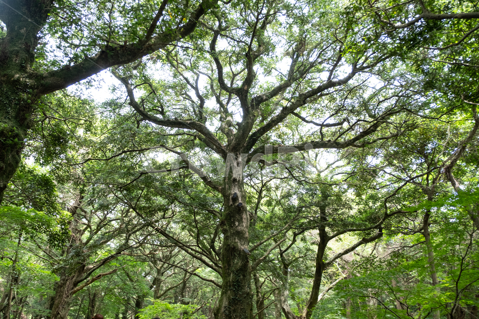 삼림,비자림,자연,풍경,숲,나무,풀,tree,nature,휴식,나무줄기,식물,plant,제주,제주도,자연,풍경,nature,landscape,식물,plants,나무,trees,wood,tree trunk,나무 줄기