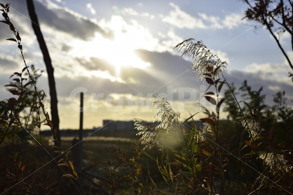 감성,plants,autumn,nature,sensible,억새,자연,역광,fall,가을,계절,fall,autumn,season,식물,자연,plants,nature,휴식,힐링,rest,relaxation,healing,grass,잔디,plant,flare,플레어,light,빛,lawn