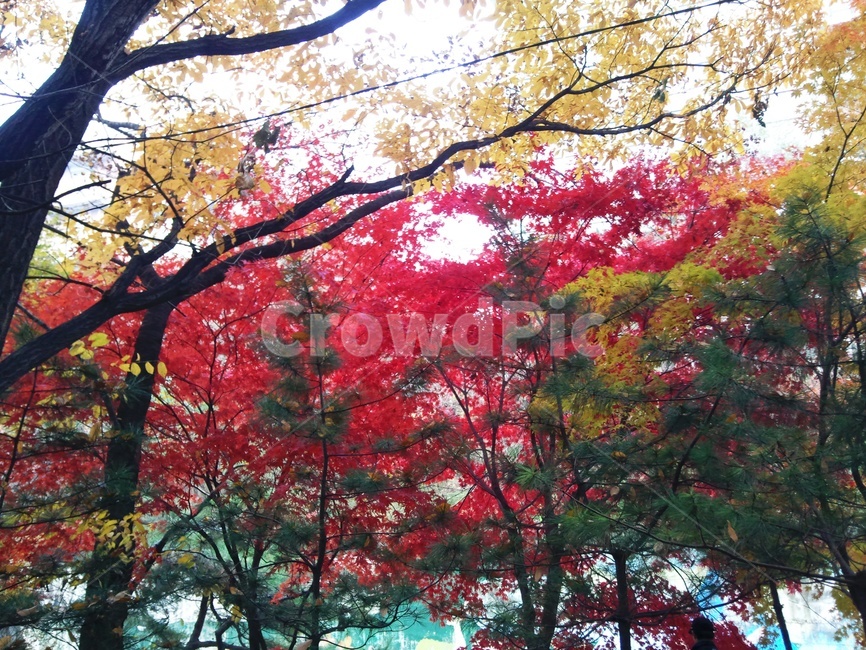 울긋불긋,단풍,가을,홍엽,낙엽,기온,황엽,낙엽수,가을,계절,fall,autumn,season,tree,나무,plant,식물,maple