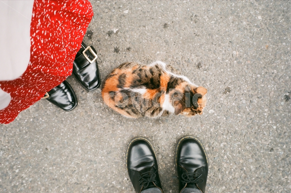 고양이,길고양이,귀여움,애교,기분좋음,동물,animal,포유류,mammal,고양이,cat,kitten,kitty