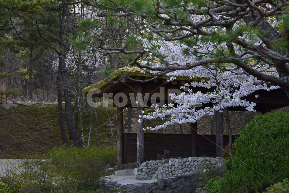 보문정,경주,보문관광단지,벚꽃,호수,작은연못,자연,풍광,경치,자연,풍경,nature,landscape