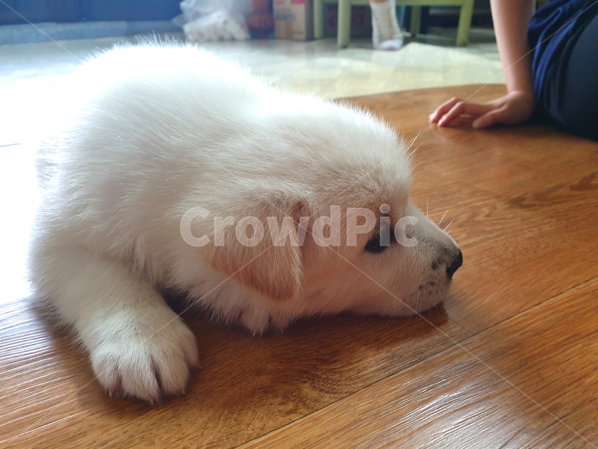 강아지,개,동물,새끼,진돗개,백구,귀염둥이,포유동물,반려동물,반려견